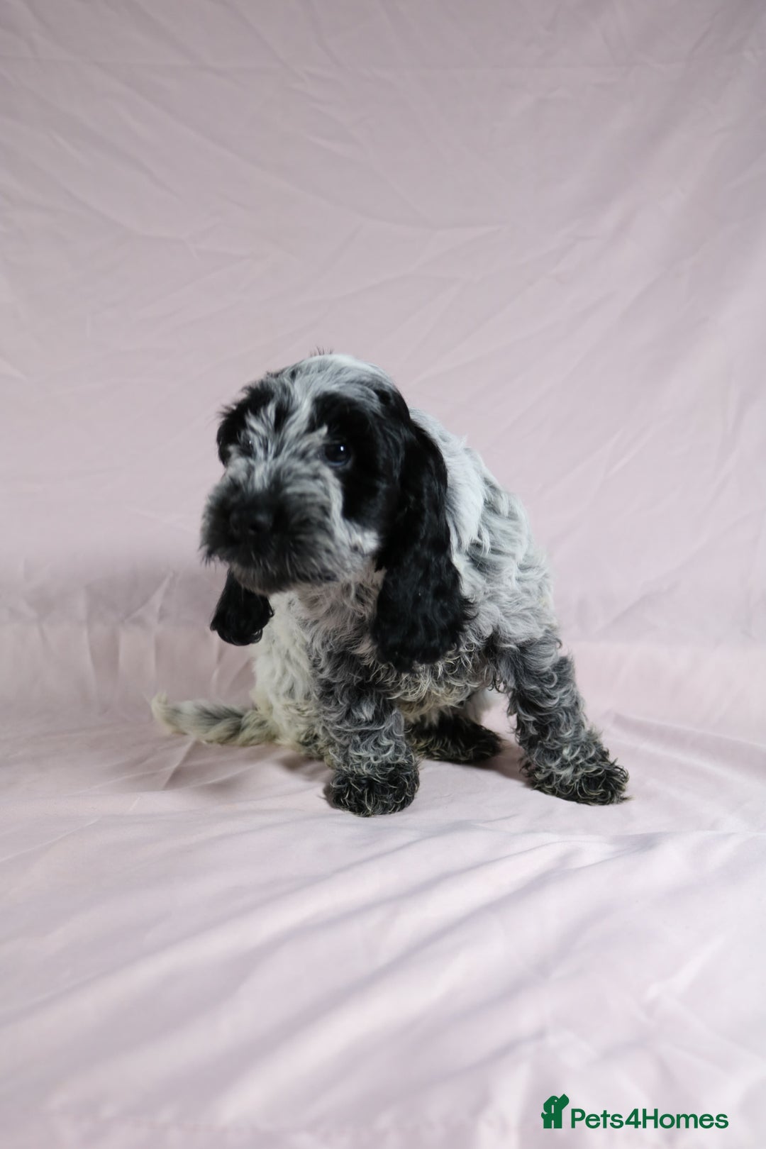 Cockapoo dogs for sale: Ready now beautiful litter F1B cockapoo puppies  in Leicester - Image 21