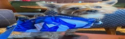 Yorkshire Terrier dogs for sale: Gorgeous litter of Yorkshire terriers - Advert 2