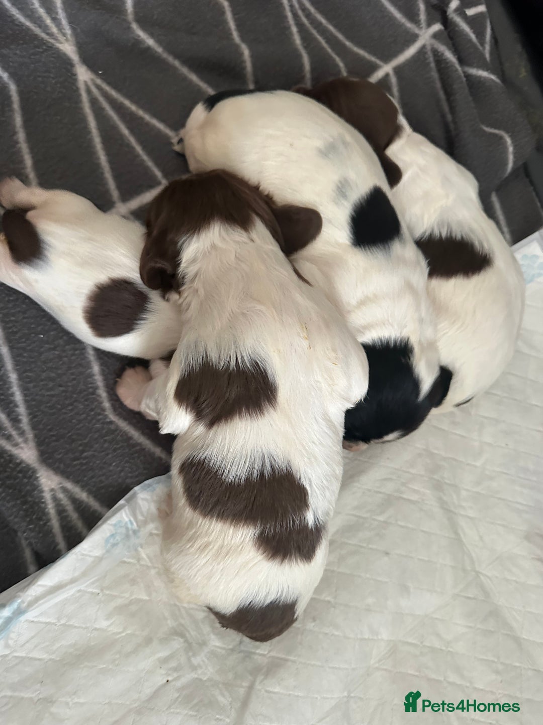 English Springer Spaniel dogs for sale: Springer spaniel puppies  - Advert 3