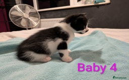 Mixed Breed cats for sale: Ready for our new adventure 🐾 - Image 15