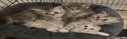 Persian cats for sale: Beautiful Persian Kittens  - Advert 8