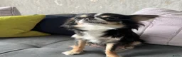 Chihuahua dogs for sale: KC LONG HAIRED CHIHUAHUA  - Advert 14