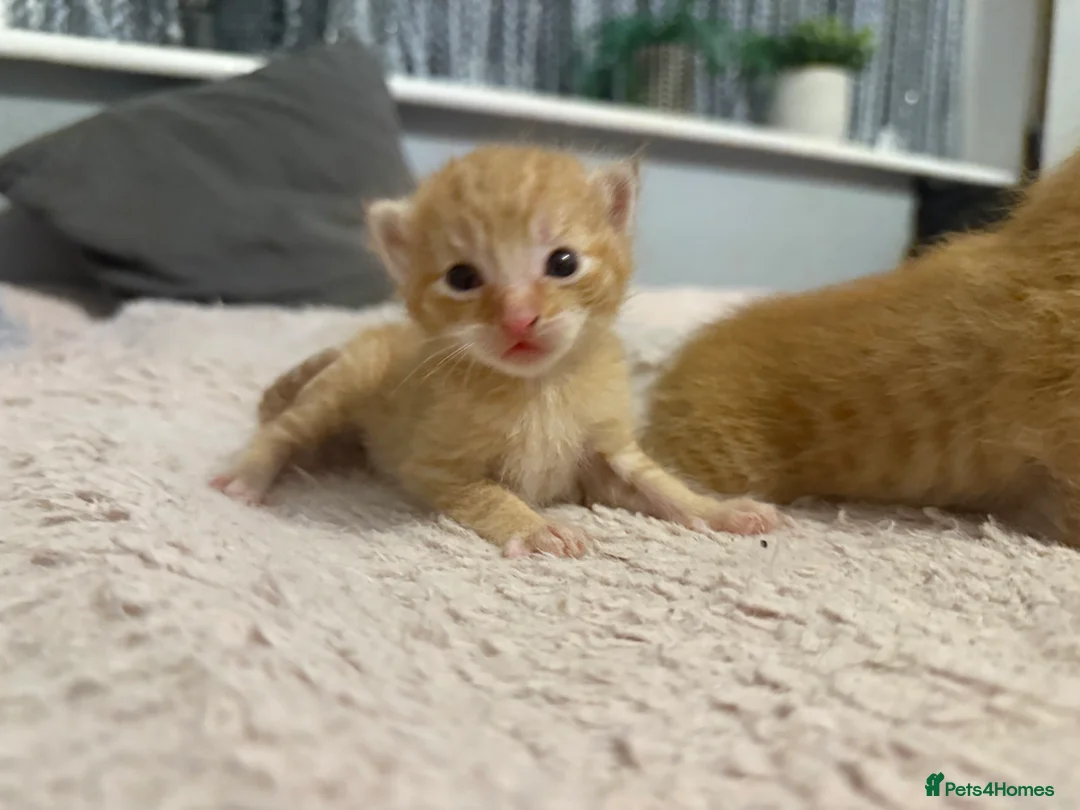 Mixed Breed cats for sale: Kittens mixed  - Advert 2