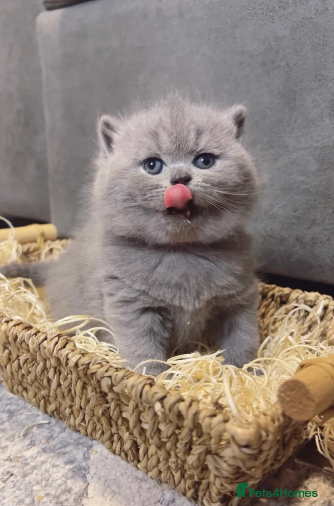 British Shorthair cats for sale: 100% Pure Pedigree Champion line Bsh Reg. Kitten - Advert 14