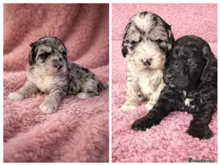 Australian Labradoodle dogs AUSTRALIAN LABRADOODLE - Advert 3