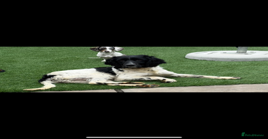 Sprocker dogs - Advert 4