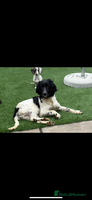 Sprocker dogs - Advert 7