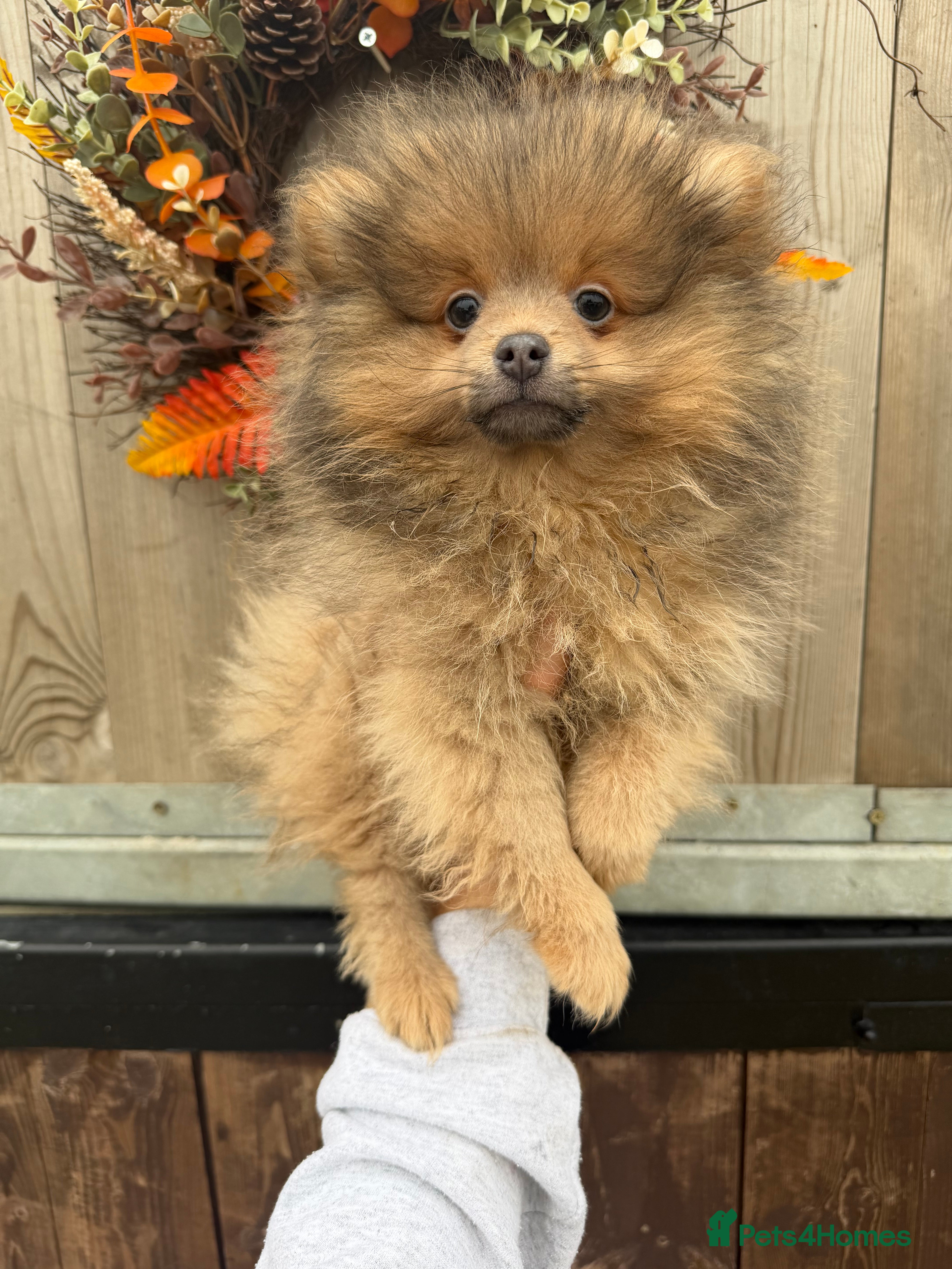 Pomeranian dogs 🧸⭐️ 🎆REDUCED🎆READY NOW TEDDY BEAR POM ⭐️🧸 - Advert 6