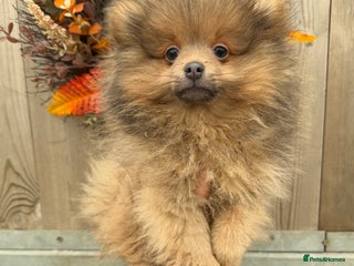 Pomeranian dogs 🧸⭐️ 🎆REDUCED🎆READY NOW TEDDY BEAR POM ⭐️🧸 - Advert 6