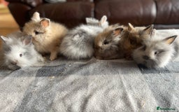 English Lop rabbits for sale: Beauitful Double Mane lop and dwarf double mane in Spalding - Image 1