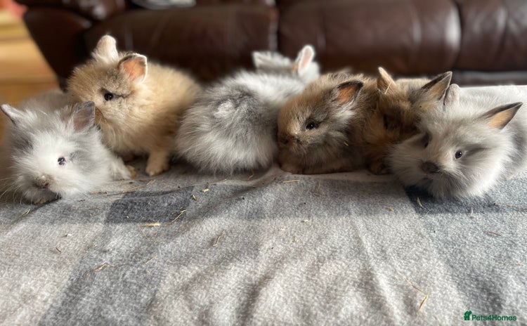 English Lop rabbits in Spalding - Advert 1