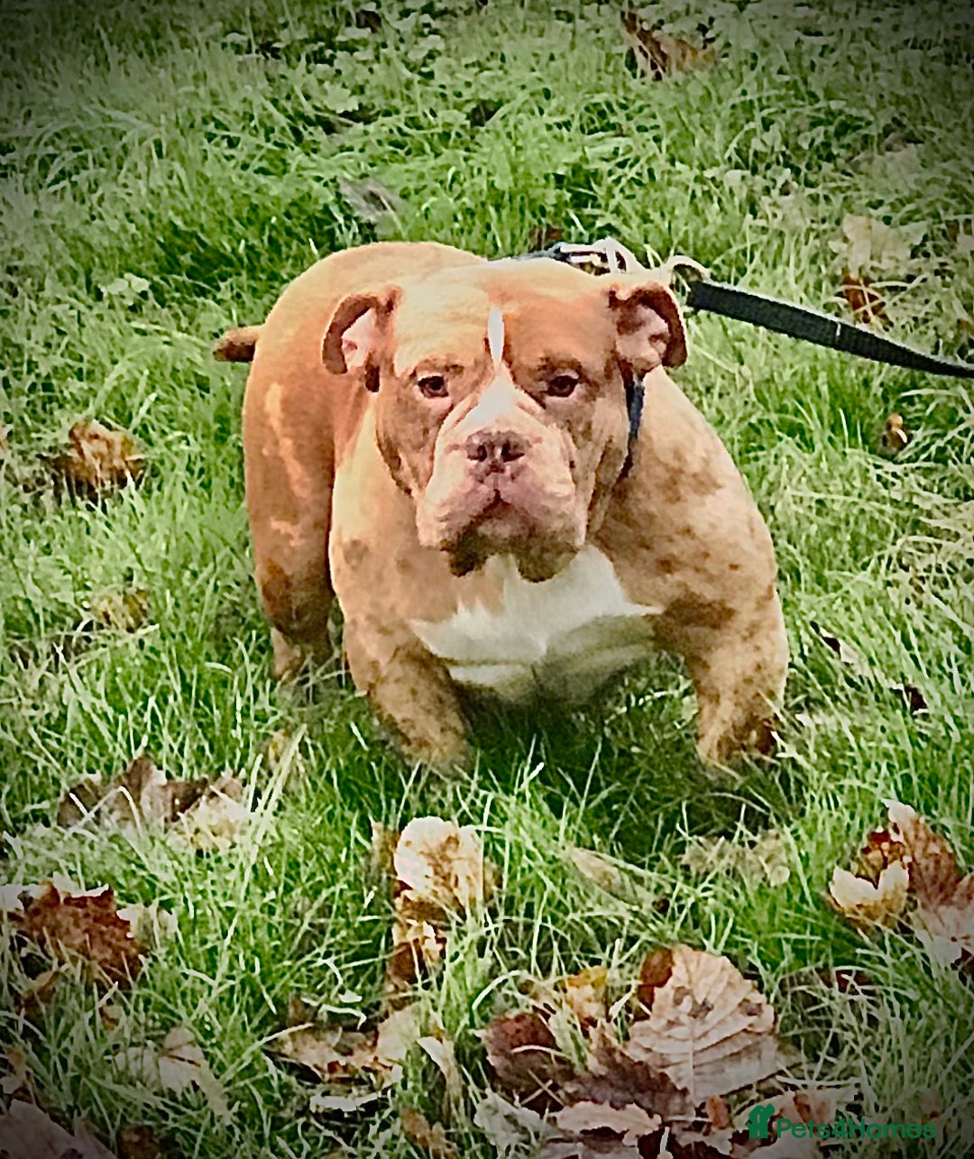 American Bully dogs for stud: Chocolate merle carrying blue and tan  in Spalding - Image 6