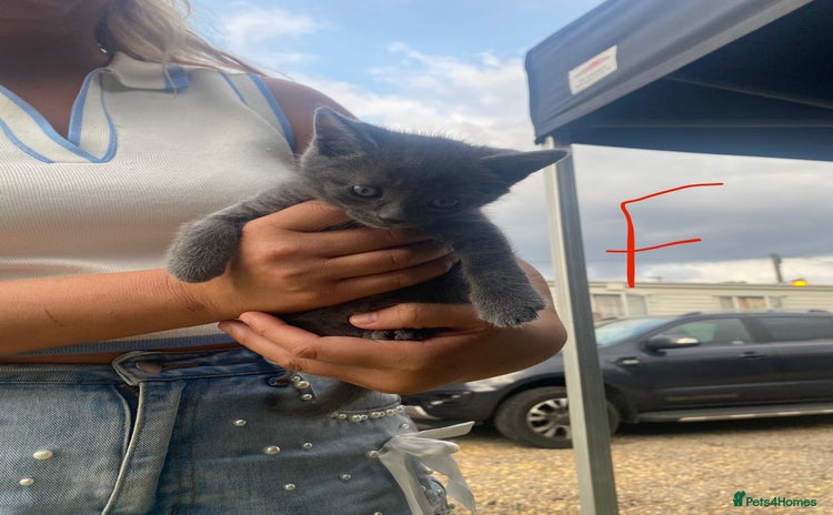 Russian Blue cats - Advert 1