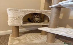 Domestic Shorthair cats for sale: Two Girl Kittens For Sale £100 o.n.o The Pair  - Image 9