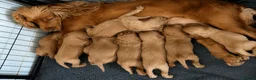 Cocker Spaniel dogs for sale: Adorable Cocker Spaniel Puppies Ready For Sale in Salford - Advert 1