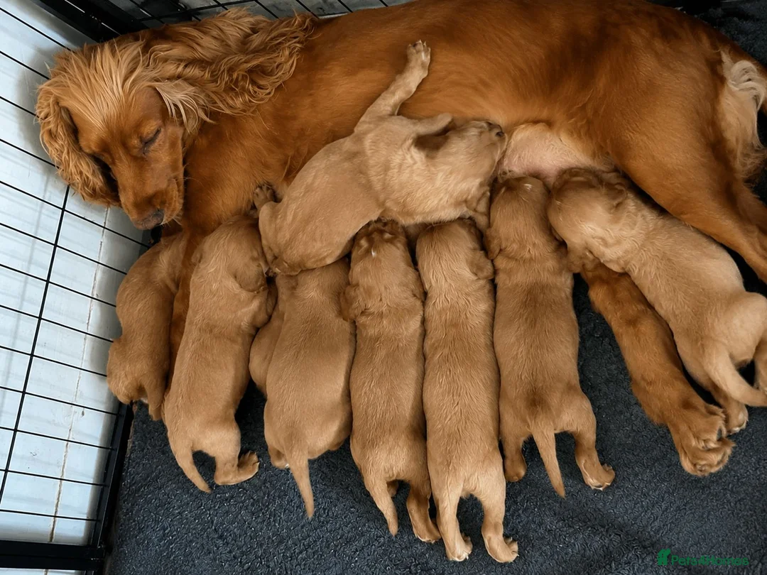 Cocker Spaniel dogs for sale: Adorable Cocker Spaniel Puppies Ready For Sale in Salford - Advert 1
