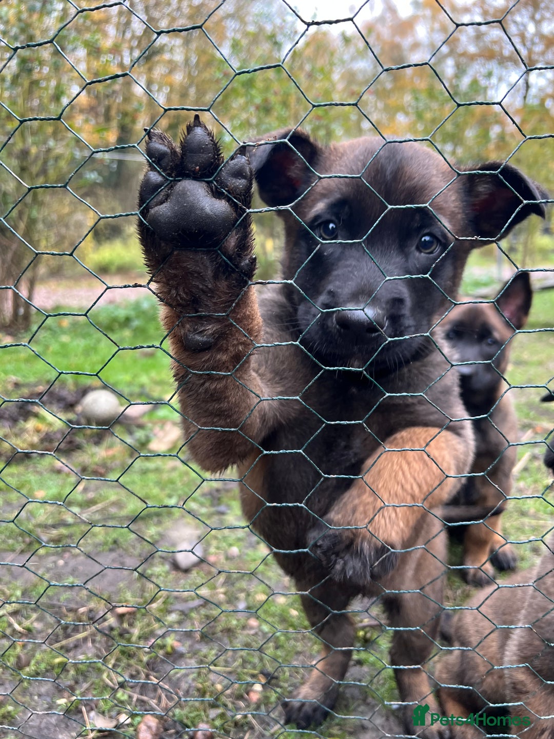 Mixed Breed dogs for sale: Belgian Malinois Puppies  - Image 5
