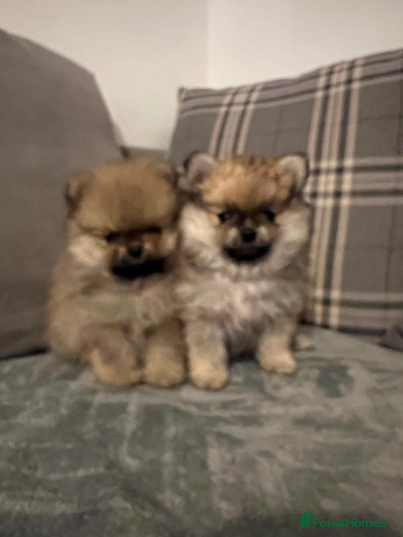 Pomeranian dogs Beautiful KC Registered Pomeranian Puppies - Advert 18