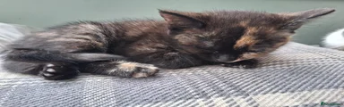 Tortie girl 