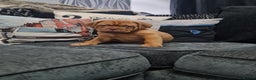 Dogue De Bordeaux dogs for sale: READY TO LEAVE! Stunning Dogue De Bordeaux Puppies - Advert 40