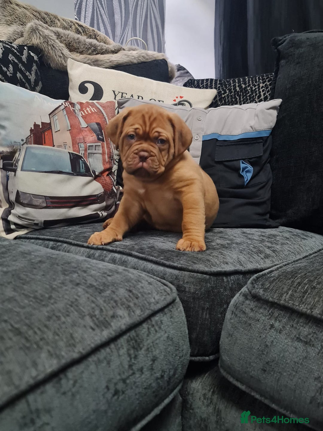 Dogue De Bordeaux dogs for sale: READY TO LEAVE! Stunning Dogue De Bordeaux Puppies - Advert 40