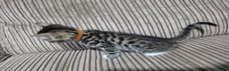 Bengal cats for sale: 2 Male Bengal cross DSH  - Advert 16