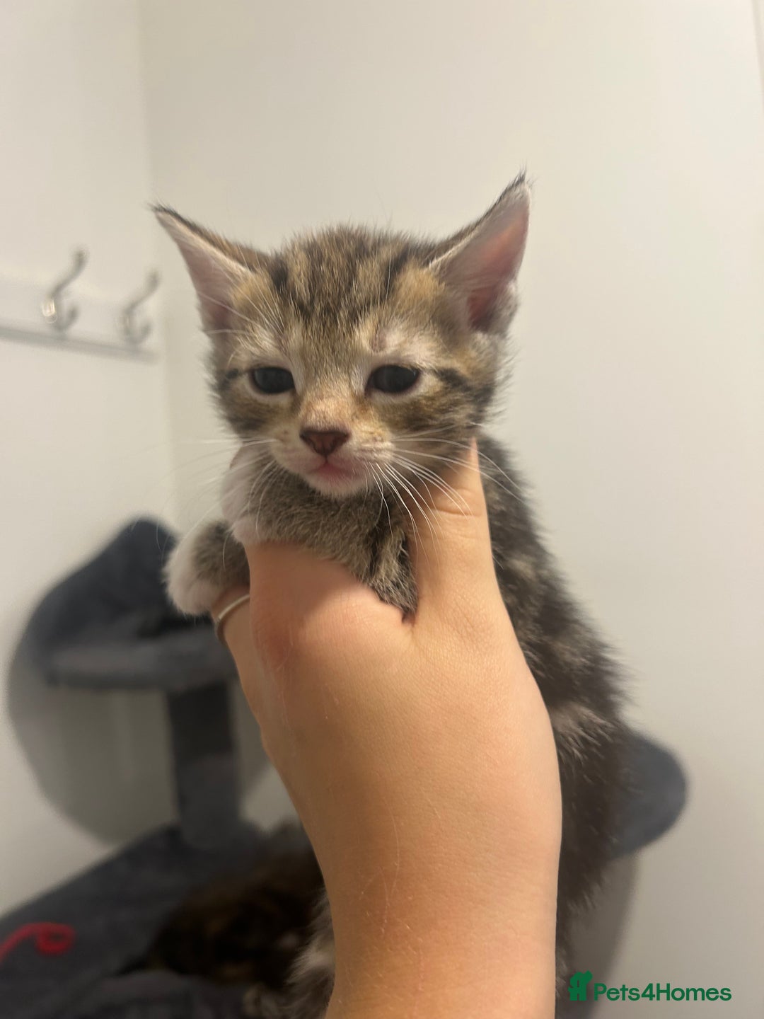 Bengal cats for sale: 7 bengal cross kittens  - Image 21