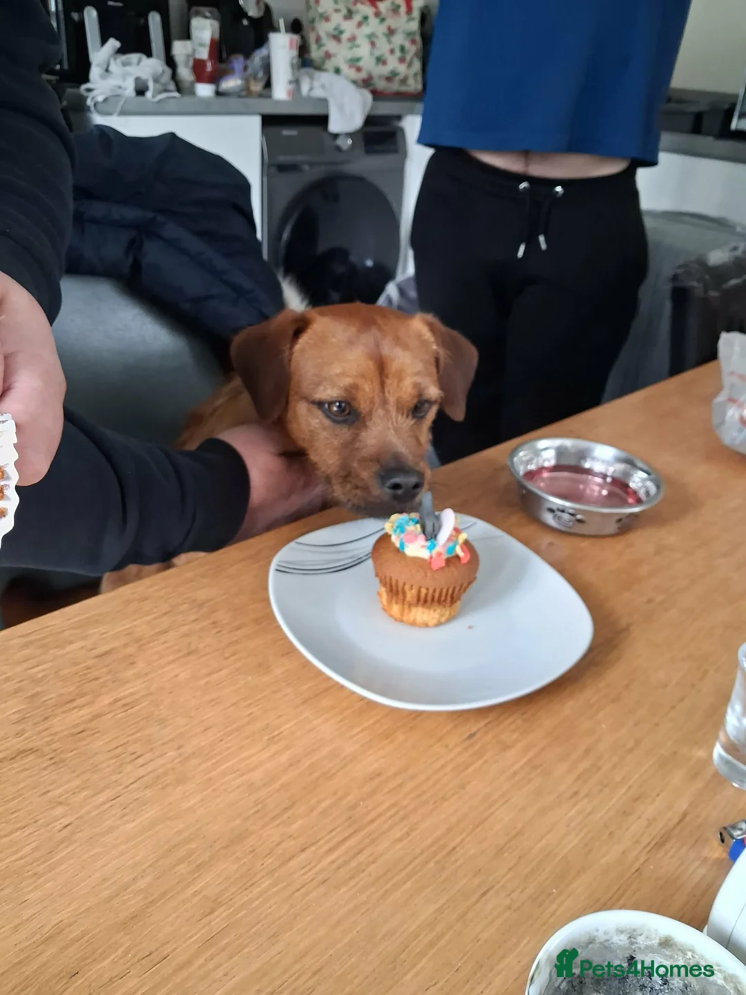 Mixed Breed dogs for sale: Patterdale x Lakeland terrier - Advert 1