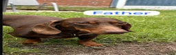 Miniature Dachshund dogs for sale: Beautiful  Miniature chocolate dachshund - Advert 6