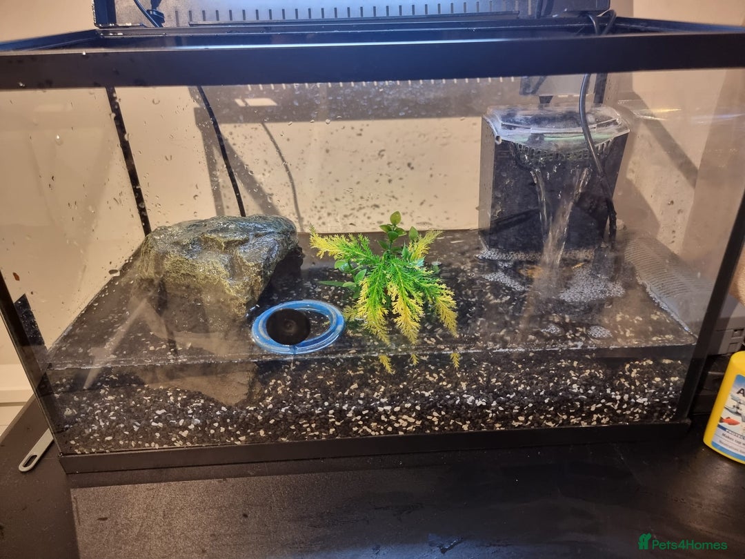 Terrapin reptiles for sale: Terrapin - Advert 8