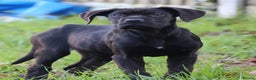 Presa Canario dogs for sale: Presa Canario Puppies (Recognised Breeder) - Advert 21