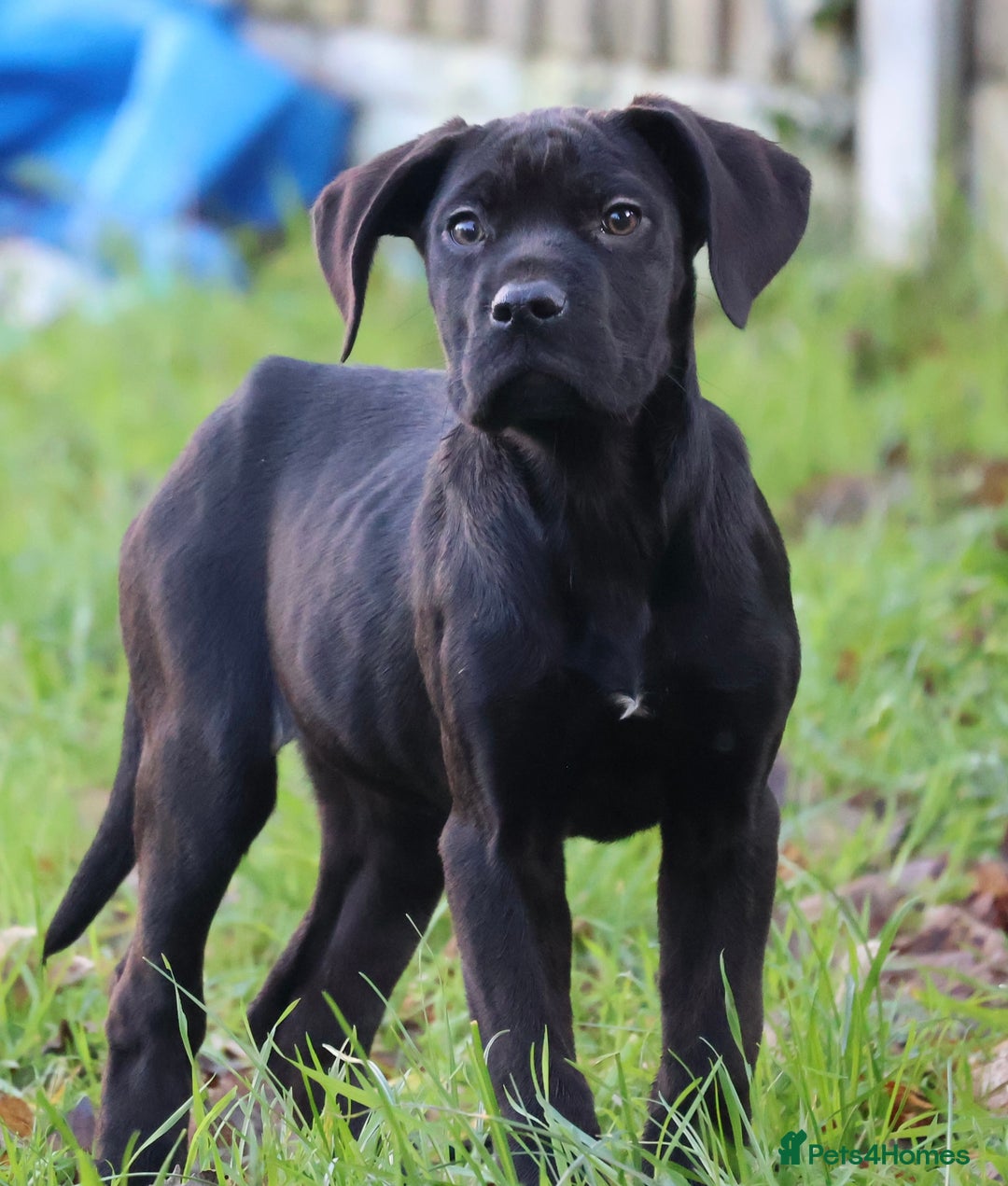 Presa Canario dogs for sale: Presa Canario Puppies (Recognised Breeder) - Advert 21
