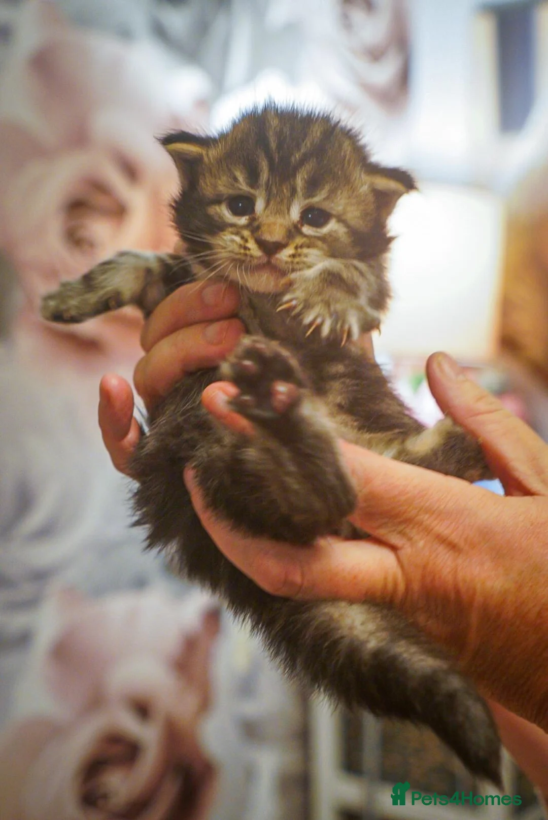 Maine Coon cats for sale: Gorgeous full breed Mainecoon kittens redy dec 1st - Advert 29