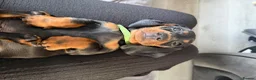 Miniature Dachshund dogs for sale: 3 Mini Daxi Puppies ready to leave - Advert 25