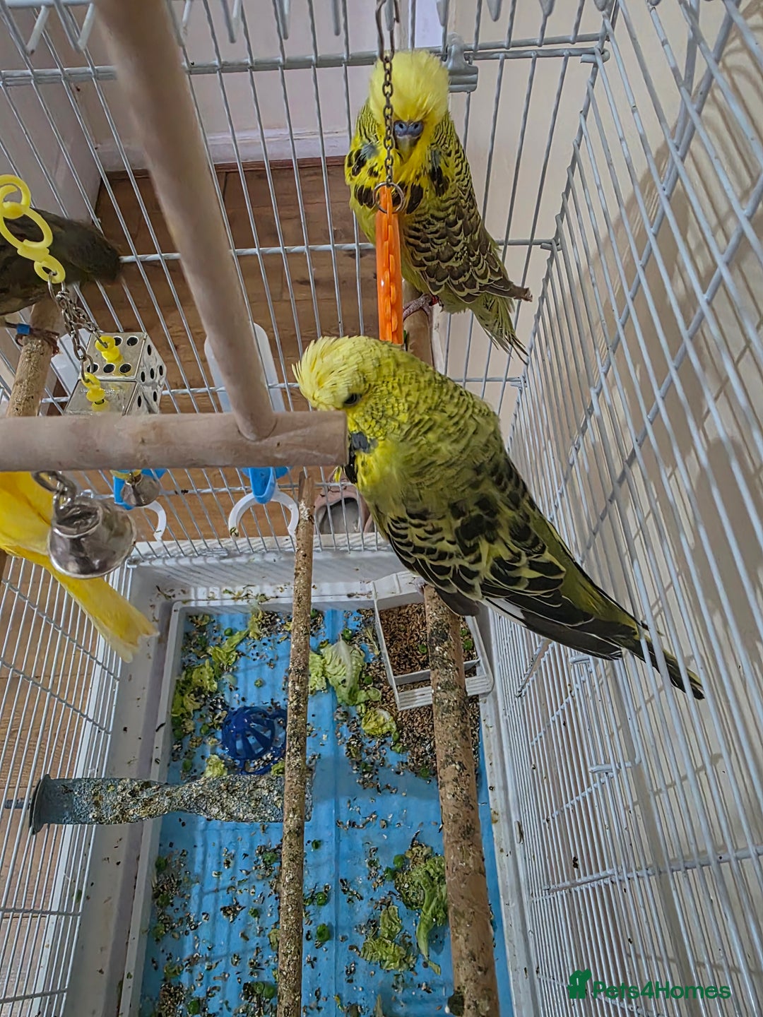 Budgerigars birds for sale: Couple Crested budgies  - Advert 11