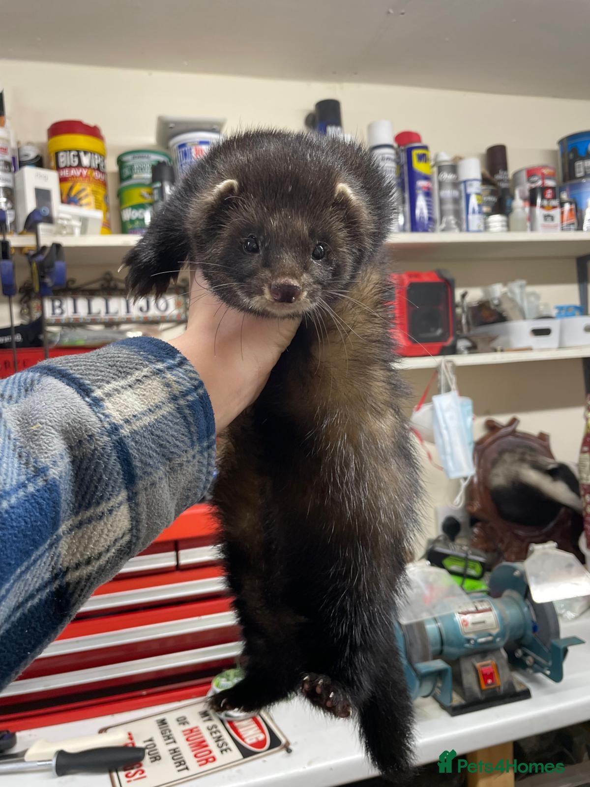 Ferret rodents EU Angor polecat/black self ferrets for sale - Advert 2