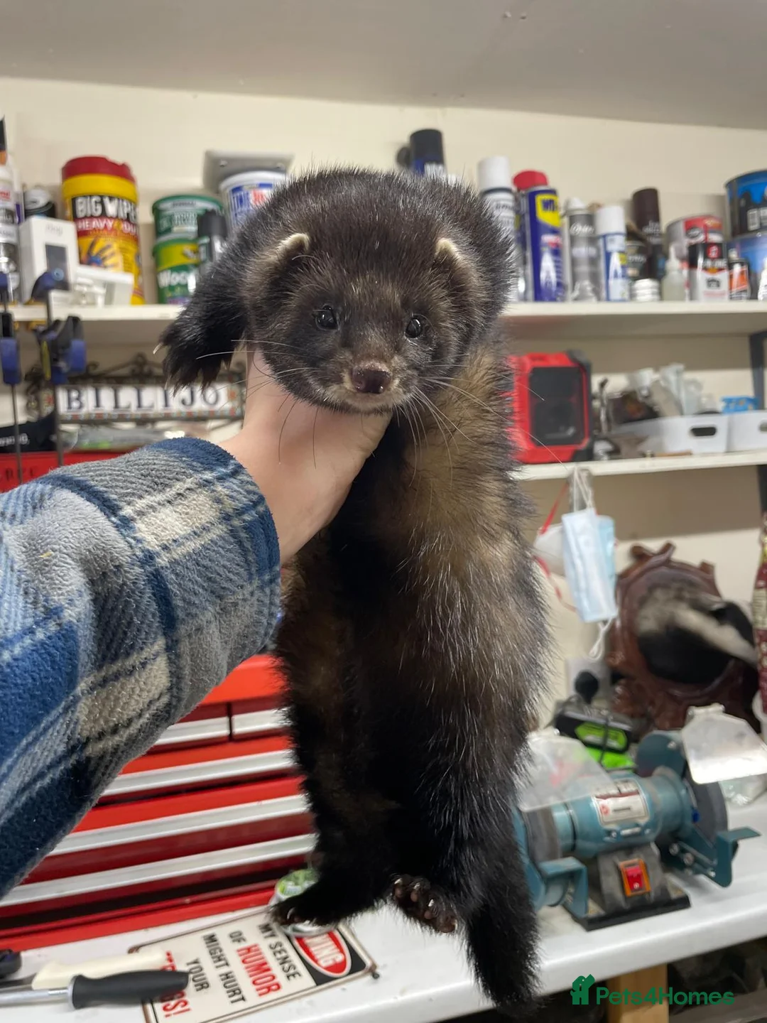 Ferret rodents for sale: EU Angor polecat/black self ferrets for sale in Keighley - Advert 2