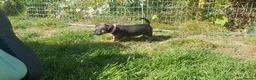 Mixed Breed dogs for sale: Patterdale Terrier x chihuahua puppies  - Advert 13