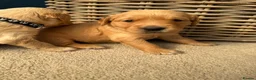 Golden Retriever dogs for sale: Kennel Club Golden Retriever Puppies Health Tested - Advert 6