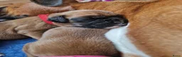 Boxer dogs for sale: Beautiful Pedigree Boxer Puppies - Advert 7
