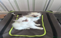 Ragdoll cats for sale: Loving Ragdoll Kittens  - Image 13