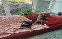 Mixed Breed dogs for adoption: Hound mix sweet Archie for adoption  - Advert 6