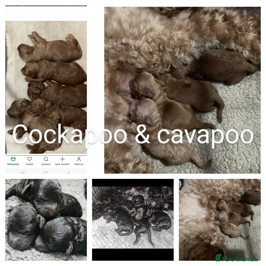 Toy Poodle dogs for stud: toy poodle short notice DNA  tested clear PRA £125 in Nottingham - Advert 33