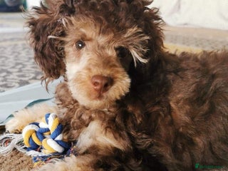 Toy Poodle dogs in Pershore - Advert 27