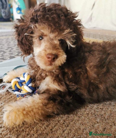 Toy Poodle dogs in Pershore - Advert 1