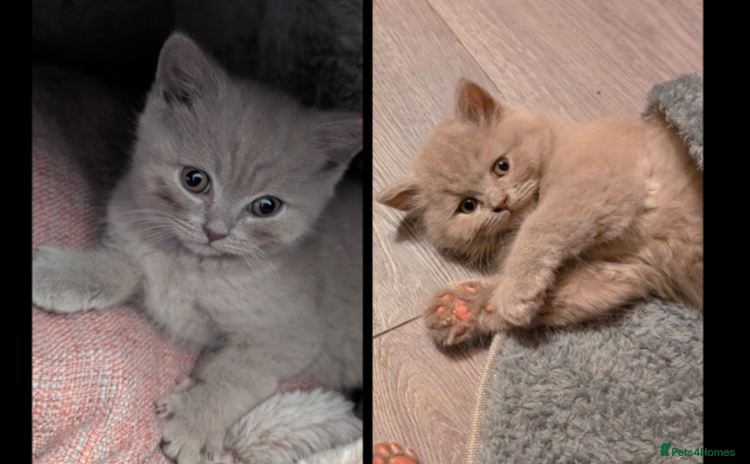 British Longhair cats - Advert 10