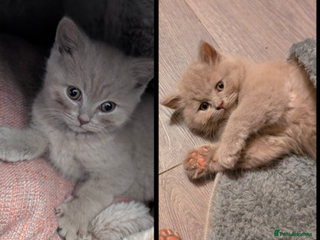 British Longhair cats - Advert 3