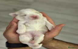 Maltipoo dogs for sale: Maltichon Puppy Looking for His Forever Home - Image 11