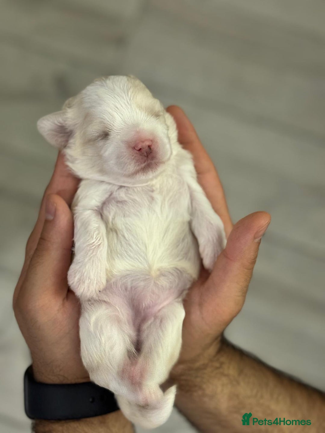 Maltipoo dogs for sale: Maltichon Puppy Looking for His Forever Home - Image 11