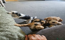 Cockapoo dogs for sale:  7 week old Cockapoos 2 girls ( both sold)  1 boy  - Image 18